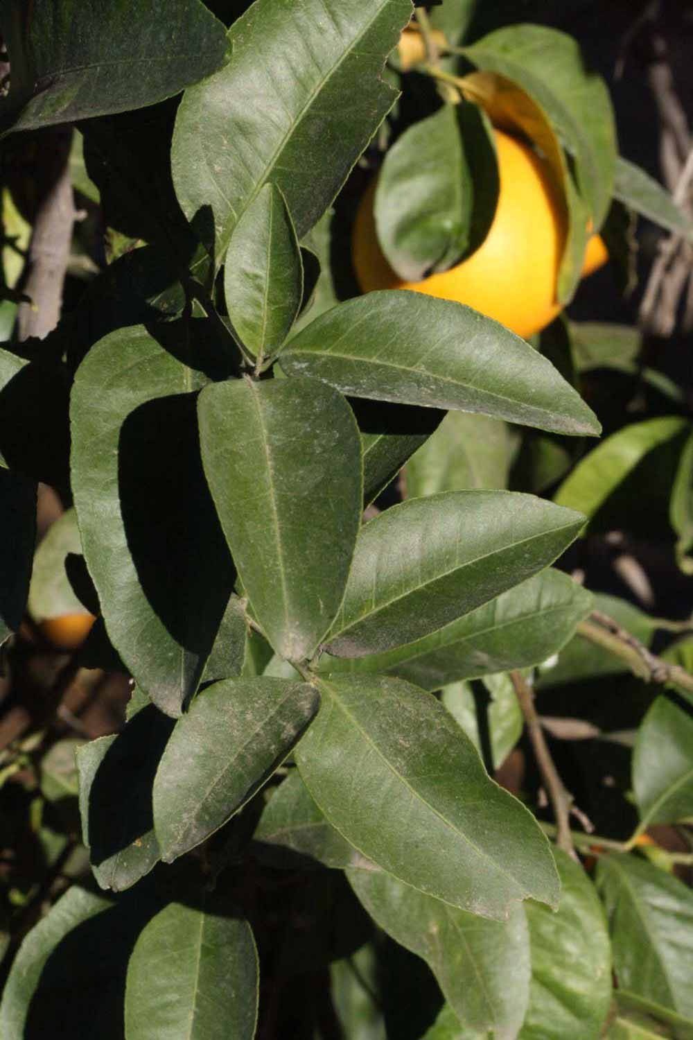            Sun leaves (Riverside, CA)   